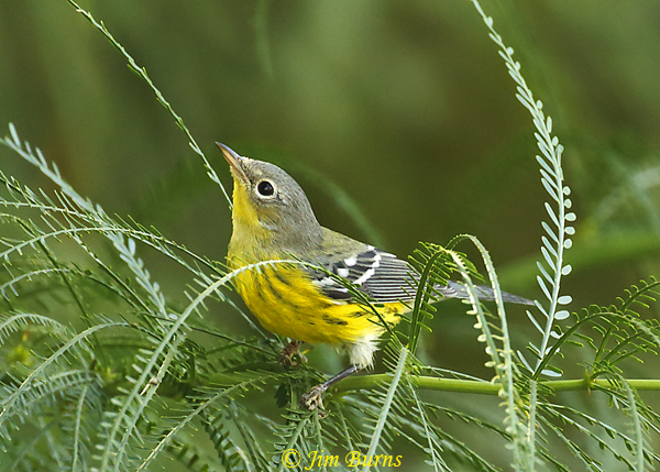 Magnolia Warbler first fall male searching for insects--7849