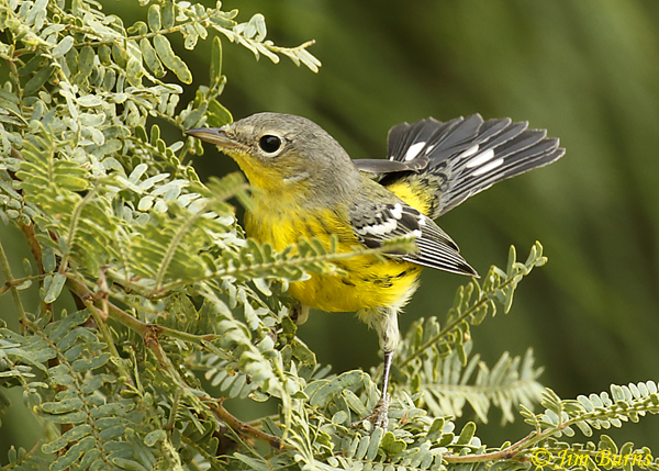 Magnolia Warbler first fall male tail pattern--7896