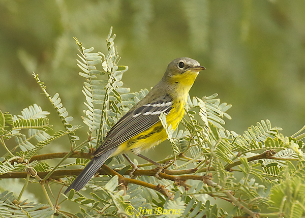 Magnolia Warbler first fall male in mesquite #4--8047