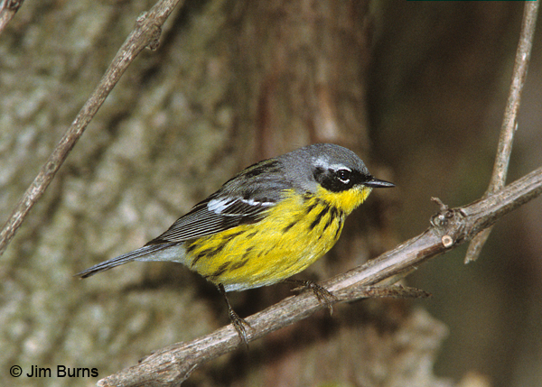Magnolia Warbler female