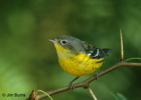 Magnolia Warbler first fall male