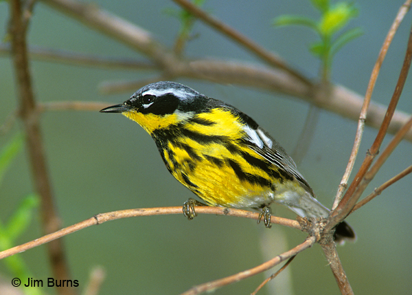 Magnolia Warbler