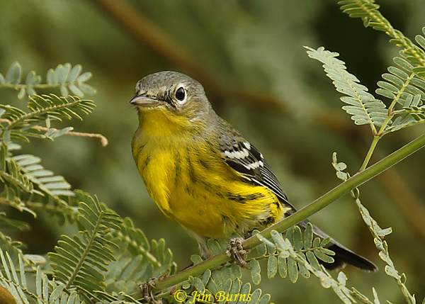 Magnolia Warbler first fall male in mesquite #3--7956