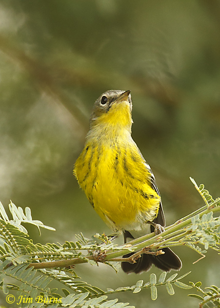 Magnolia Warbler first fall male ventral view--7980