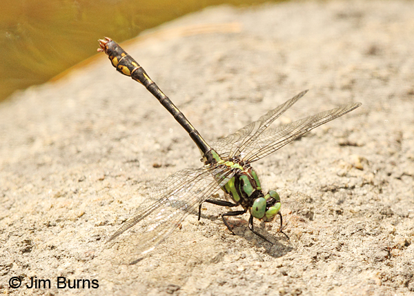 Maine Snaketail male showing atypical spot on S9, Caledonia Co., VT, July 2014