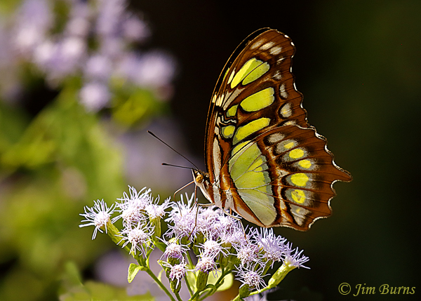 Malachite underwing on Crucita, Texas--2832