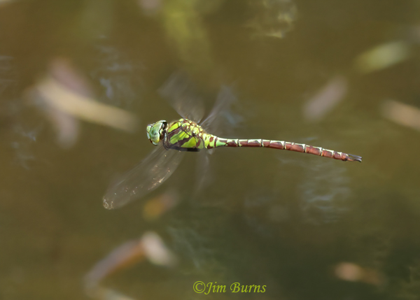 Malachite Darner male in flight, Maricopa Co., AZ, October 2022--3925