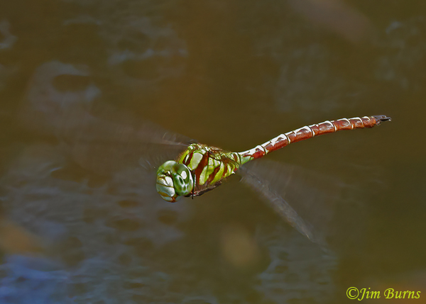 Malachite Darner male in flight, Maricopa Co., AZ, October 2022--3964