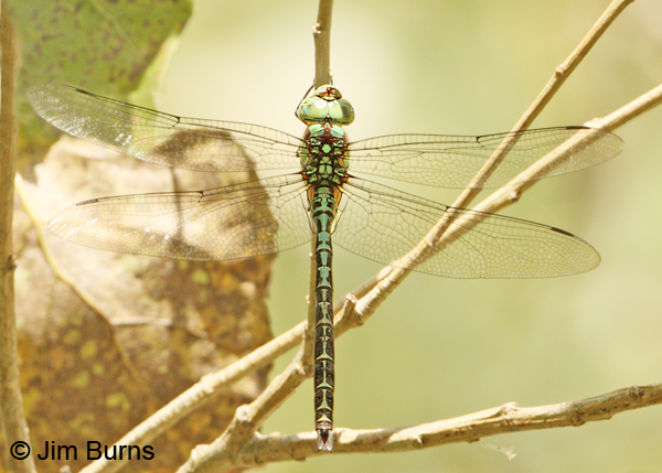Malachite Darner female, Cochise Co., AZ, October 2012