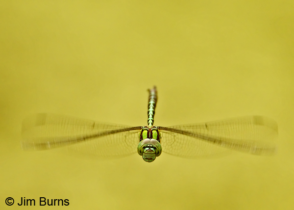 Malachite Darner male incoming, Cochise Co., AZ, July 2012