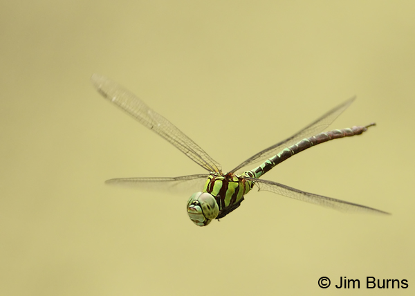 Malachite Darner male thoracic stripes, Cochise Co., AZ, July 2012