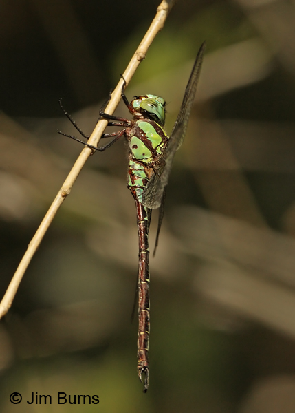 Malachite Darner male, Cochise Co., AZ, October 2012
