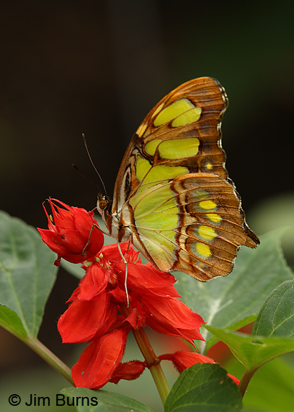 Malachite female on Salvia, Texas