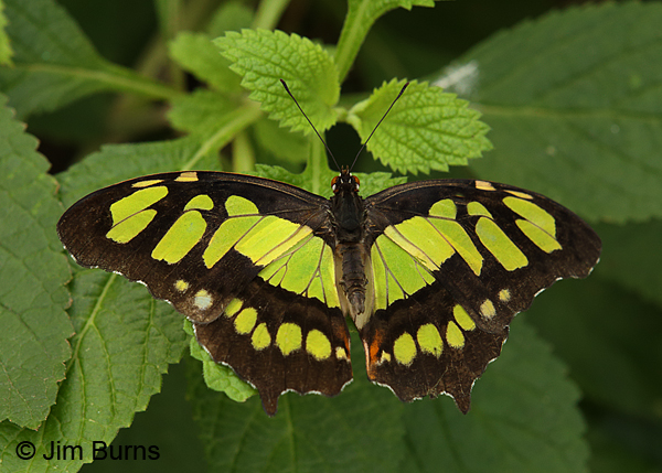 Malachite on Verbena, Texas