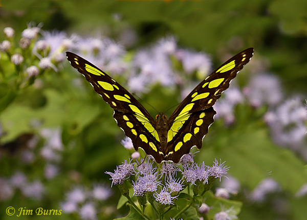 Malachite upperwing on Crucita, Texas--2835