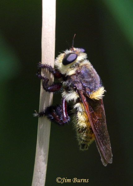 Mallophora fautrix--2252