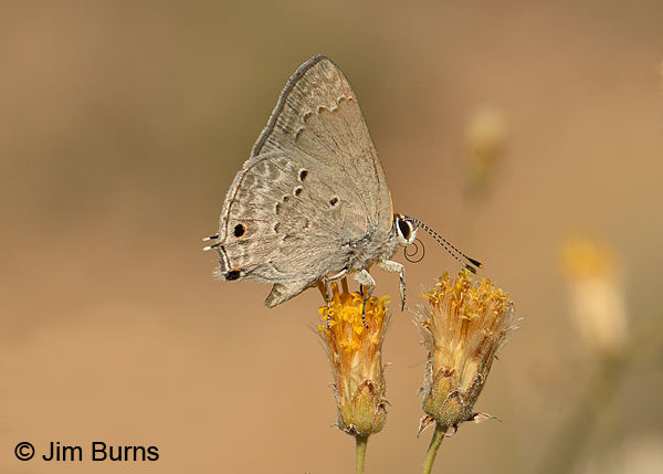 Mallow Scrub-Hairstreak, Arizona