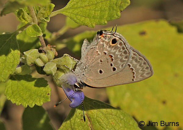 Mallow Scrub-Hairstreak underwing, Texas