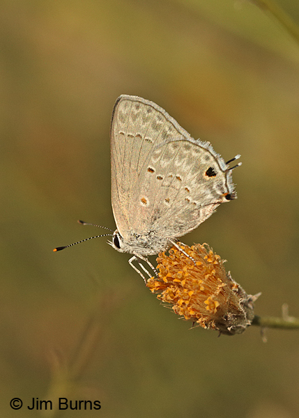 Mallow Scrub-Hairstreak on Sweet Bush, Arizona