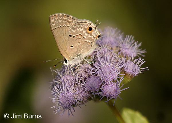 Mallow Scrub-Hairstreak on Crucita, Texas