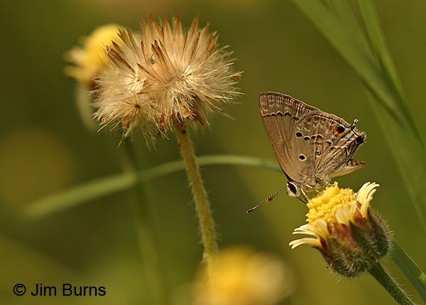 Mallow Scrub-Hairstreak underwing, Texas