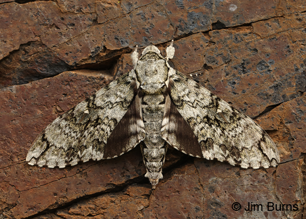 Manduca florestan, Arizona