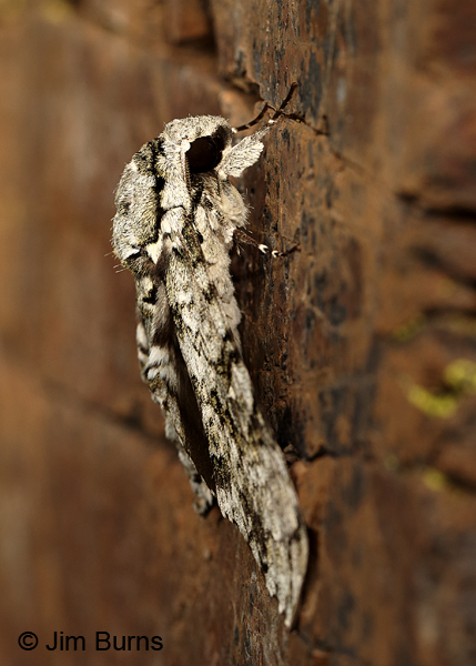 Manduca florestan lateral view, Arizona