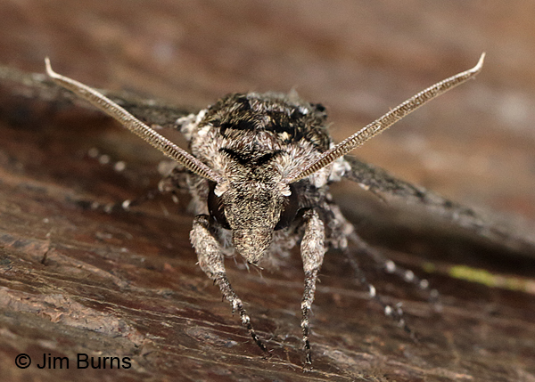 Manduca florestan male face shot, Arizona.