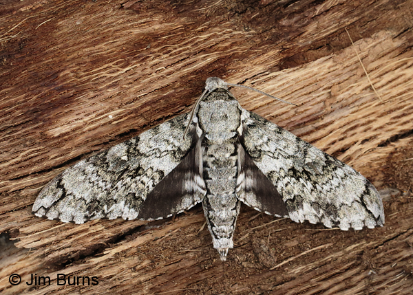 Manduca florestan on wood, Arizona