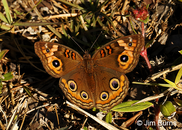 Mangrove Buckeye, Florida