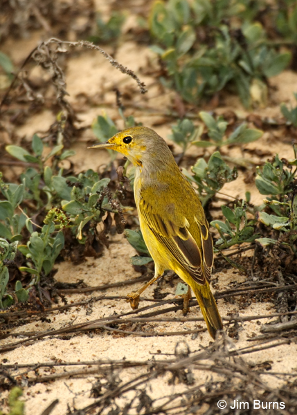 Mangrove Warbler female