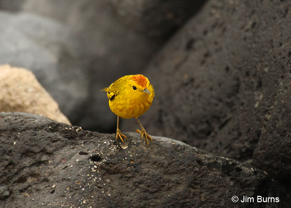 Mangrove Warbler male on lava rocks