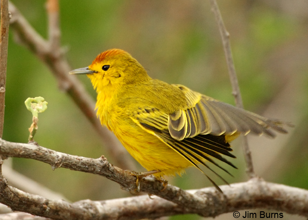 Mangrove Warbler male preening after bathing