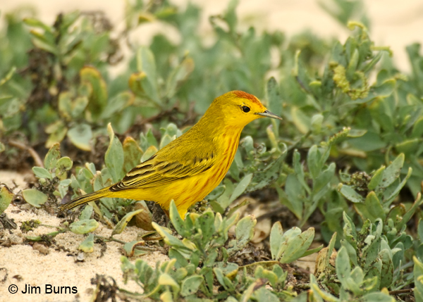 Mangrove Warbler male