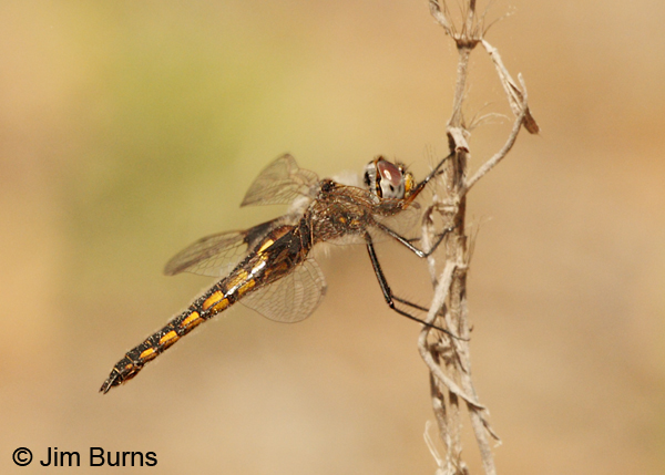 Mantled Baskettail female, San Jacinto Co., TX, March 2013