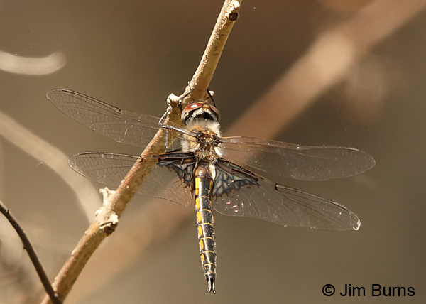Mantled Baskettail male, Alachua Co., FL, March 2017