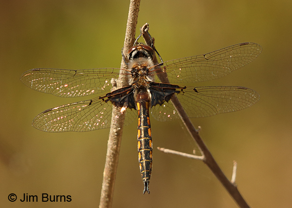 Mantled Baskettail male, Bay Co., FL, March 2017
