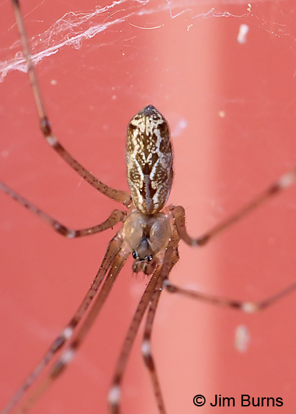 Marbled Cellar Spider dorsal view, Arizona