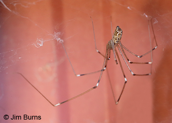 Marbled Cellar Spider, Arizona