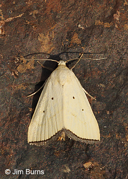 Marimatha squala, Arizona
