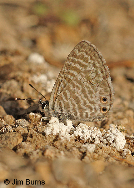 Marine Blue, Arizona