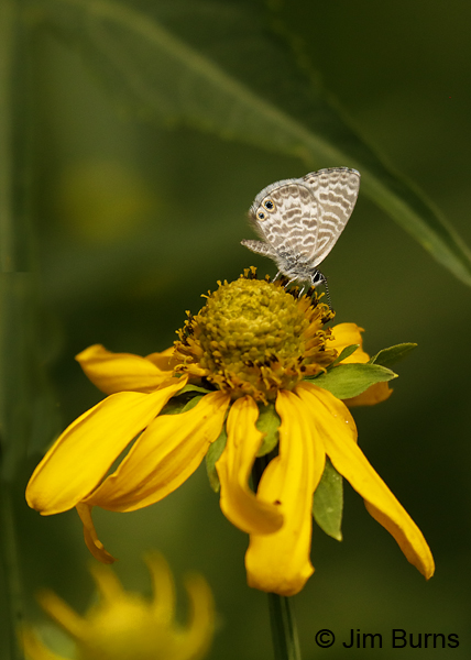 Marine Blue on Coneflower, Arizona--9318