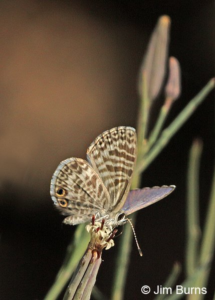 Marine Blue male, Arizona
