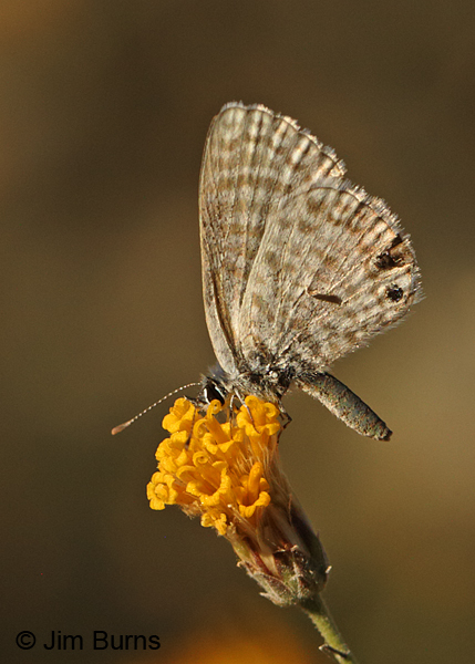 Marine Blue on Sweet Bush, Arizona