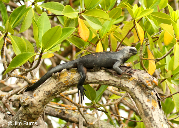 Marine Iguana in mangrove