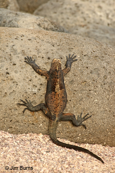 Marine Iguana living petroglyph