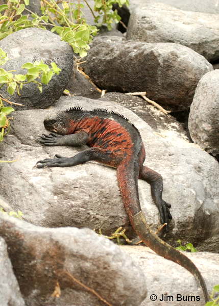 Marine Iguana