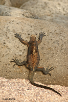 Marine Iguana living petroglyph