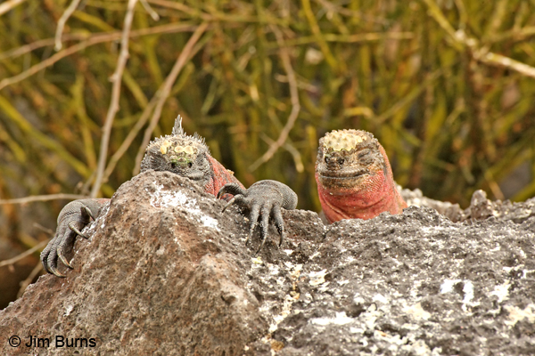 Marine Iguanas the sentinels