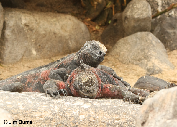 Marine Iguanas the stack